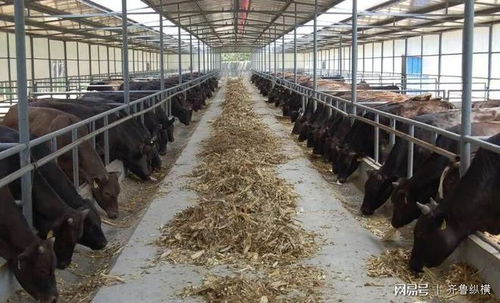 高青農民養殖“金?！庇幸惶?肉牛登國宴，奶牛單產領全國